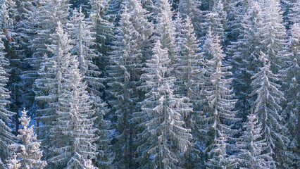 Aerial view of a dense coniferous forest covered in fresh snow and frost during winter © EdVal