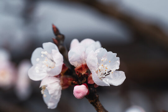 Gros plan d&eacute;taill&eacute; de fleurs d'abricotier blanches et bourgeons