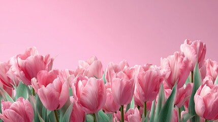 Fototapeta premium pink tulip flowers soft spring background