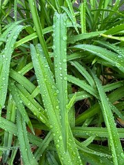 Fototapeta premium Green leaf with water droplets macro.