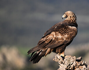 Fototapeta premium a powerful golden eagle in the mountain on spain