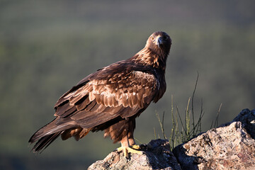 Fototapeta premium a powerful golden eagle in the mountain on spain