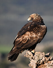 Fototapeta premium a powerful golden eagle in the mountain on spain