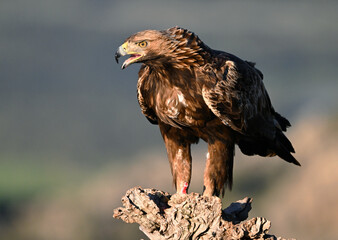 a serious golden eagle (aquila chrysaetos) perched on the rock