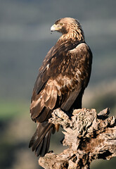 Fototapeta premium a powerful golden eagle in the mountain on spain