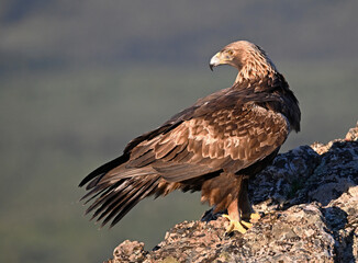a powerful golden eagle in spain
