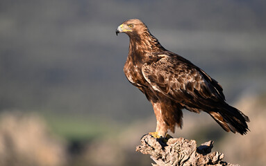 Obraz premium a majestic golden eagle in the mountain