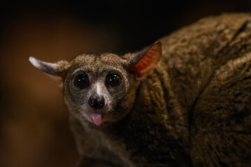 Fototapeta premium Garnett’s greater galago in night lighting inside a zoo.
