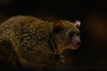Fototapeta premium Garnett’s greater galago in night lighting inside a zoo.
