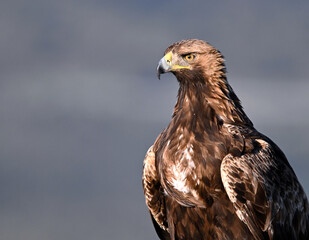 Obraz premium a majestic golden eagle in the mountain on spain