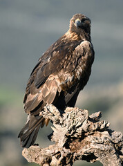 Fototapeta premium a majestic golden eagle in the mountain on spain