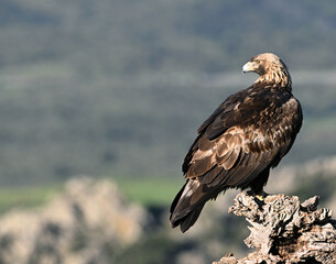 Fototapeta premium a majestic golden eagle in the mountain on spain