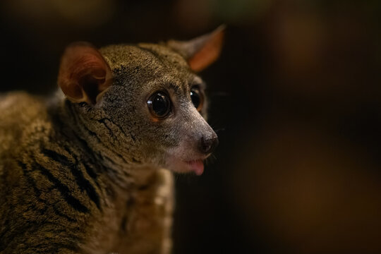 Garnett&rsquo;s greater galago in night lighting inside a zoo.