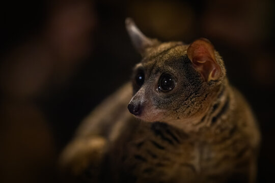 Garnett&rsquo;s greater galago in night lighting inside a zoo.