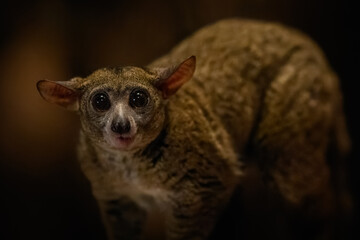 Fototapeta premium Garnett’s greater galago in night lighting inside a zoo.