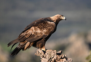 Fototapeta premium a majestic golden eagle in the mountain on spain