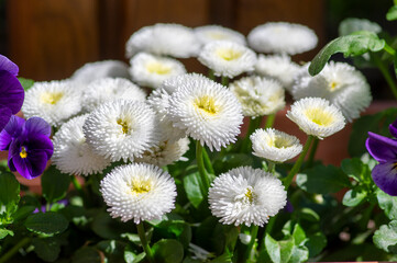 White daisy flowers with yellow centers blooming in spring garden, closeup with natural sunlight and soft blurred background © Iva