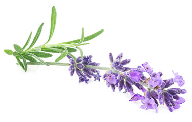 Fototapeta premium Fresh lavender flower blossom and green leaves isolated on a white background. Aromatic flowers, alternative medicine concept.