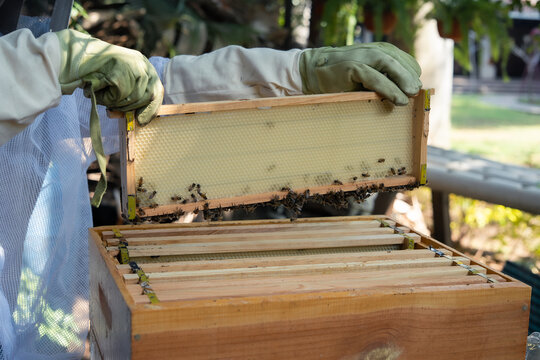 Beekeeper holding hive frame with wax foundation sheet