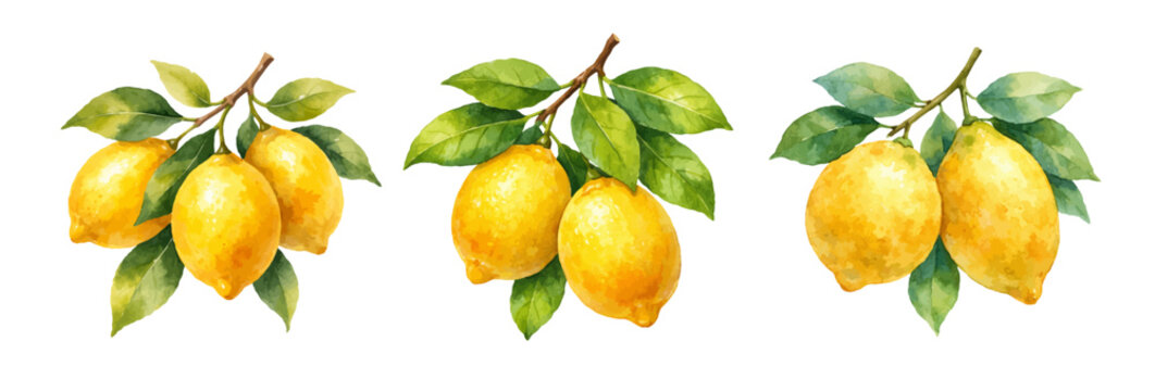 A charming watercolor collection of lemon tree branches with ripe lemons for citrus packaging and branding.