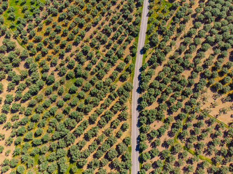 Top-Down Aerial View of a Road Cutting Through the Ancient Crissaean Olive Grove in Phocis, Greece