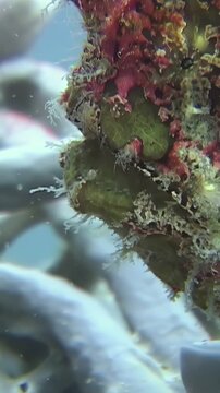 A hairy frogfish waits patiently in its colorful camouflage on a reef in Sipadan Island, Indonesia. It blends perfectly with the coral and marine life around it. This predator hunts by ambush.