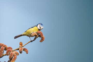 Eurasian blue tit Cyanistes caeruleus perched on a pussy willow branch with catkins. Colorful songbird in spring nature habitat against a clear blue sky. Wildlife photography. © Roland