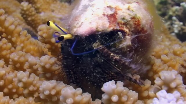 A hermit crab with yellow eyestalks and a large shell crawls across some coral. The crab explores the Reef environment looking for food during the daytime.