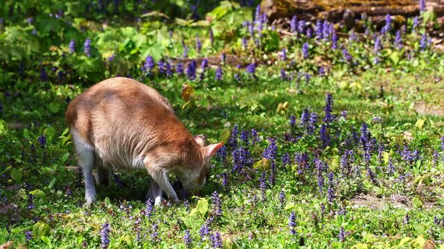 The agile wallaby, Macropus agilis also known as the sandy wallaby is a species of wallaby found in northern Australia and New Guinea.