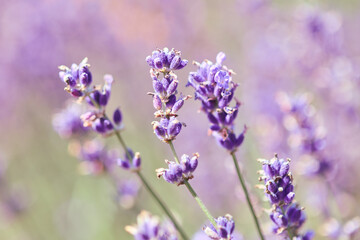 Obraz premium Close-up of blooming lavender flowers in soft natural light