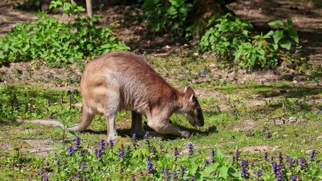 The agile wallaby, Macropus agilis also known as the sandy wallaby is a species of wallaby found in northern Australia and New Guinea.