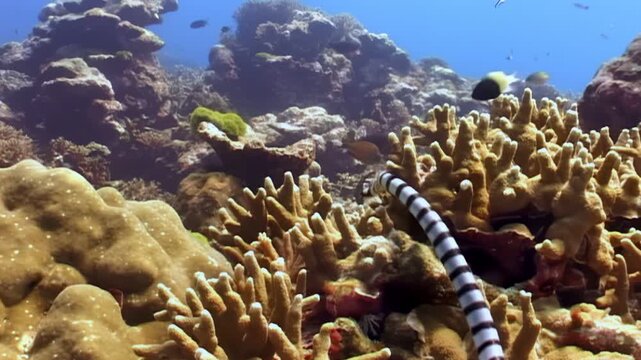 In warm waters of Indonesia, black and white banded sea krait gracefully swims among coral. Venomous snake navigates reef, hunting for its next meal, during sunny hours of day.