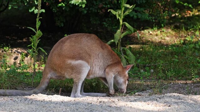 The agile wallaby, Macropus agilis also known as the sandy wallaby is a species of wallaby found in northern Australia and New Guinea.