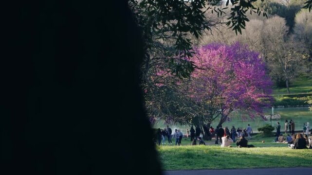People relax sitting down the grass with nice magenta blooming tree in Villa Borghese park in Rome, Italy during the spring