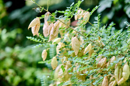 Colutea arborescens with dry seed pods in natural green environment