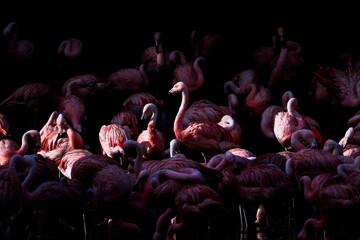 Danse de flamants roses © J-P GLOMSKI PHOTO