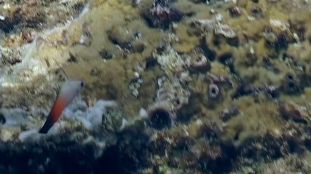 Observe dartfish, distinguished by their color, swimming around the sea. Captured during the day, these fish are found around the coast of Papua New Guinea and Indonesia.