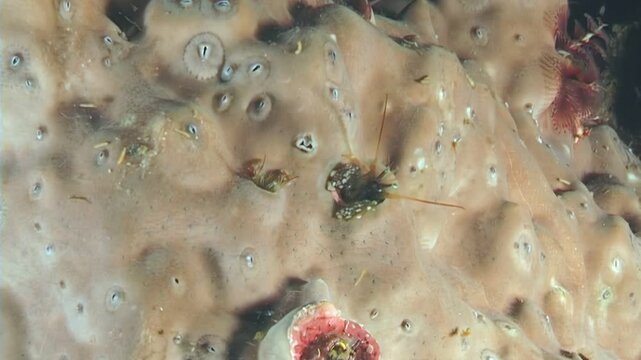 Tiny crabs, shrimps, and crustaceans meander through the intricate underwater burrows of coral reef. They are in constant search for sustenance and refuge in the ecosystem.