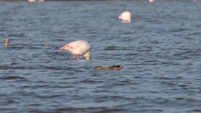 Patos filtrando sedimentos removidos por flamencos comunes Phoenicopterus roseus, Elche, Espa&ntilde;a