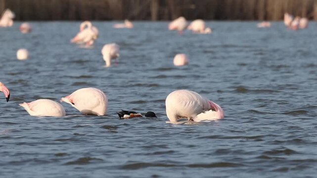 Patos filtrando sedimentos removidos por flamencos comunes Phoenicopterus roseus, Elche, Espa&ntilde;a
