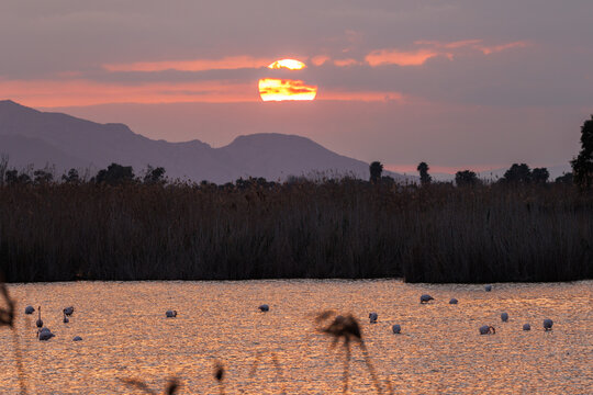 Atardecer con flamencos en el observatorio la anguila del parque natural el Hondo, Elche, Espa&ntilde;a