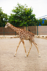 Giraffe walking in an outdoor enclosure