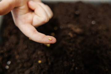 Hand Holding Seed Above Soil for Planting