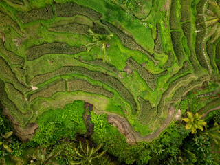 Aerial drone view of Tegallalang Rice fields terraces in Bali, Indonesia