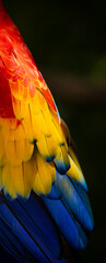 Colorful portrait of Red Macaw parrot against jungle. Wildlife and rainforest exotic tropical bird