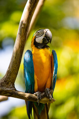 Close up of a beautiful Blue and Yellow Macaw (Ara ararauna)