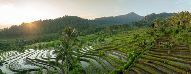 Aerial View of Beautiful Rice Fields Terraces in Bali, Indonesia