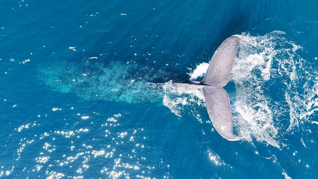 Aerial views of Baja California, Mexico, showcasing the region&rsquo;s extraordinary marine wildlife and coastal beauty. A majestic blue whale swims through deep blue waters while sea lions rest 