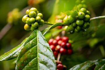 Close up fresh red and green coffee cherries in coffee plantations