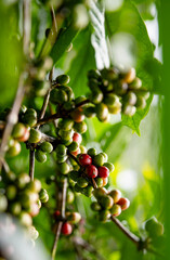 Close up fresh red and green coffee cherries in coffee plantations